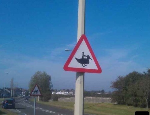 This is an actual sign in Wales.  Quote James Herondale &ldquo;Ducks, embrace me as your king!&a