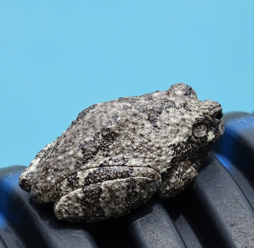 It’s Gray Treefrog time! These wee little mottled gray bumpy frogs make quite the fun sounds before,