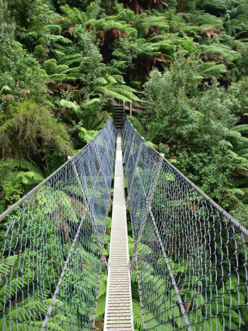 homemadejade:  My own pic of the footbridge at Montezuma Falls, Tasmania.