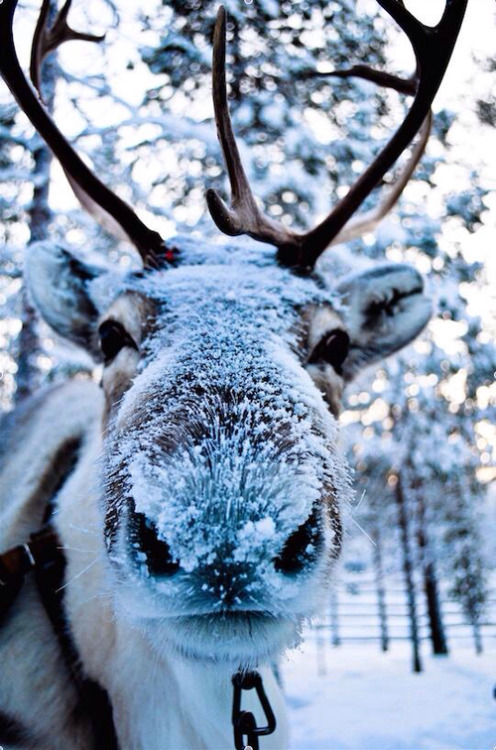 A Winter Dream