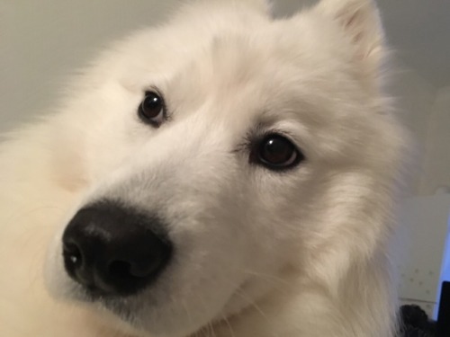 cloudthesamoyed:judging you…….