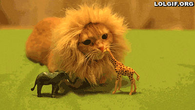 catsdogsblog:  More GIFs http://catsdogsblog.com/