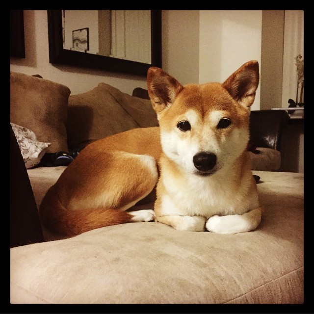 I&rsquo;m pretty sure that she&rsquo;s actually a cat.