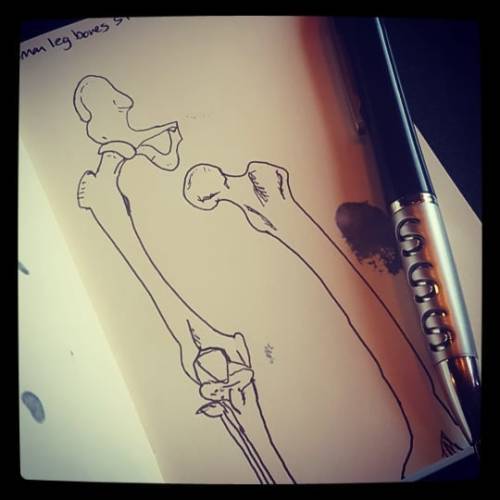 renniequeer:Today in the ol’ pocket sketchbook, we’re doodling some leg bones.