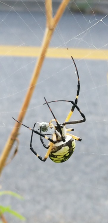 Our local mother-to-be enjoying a meal. She’s a zigzag spider! Isn’t she beautiful? She’s been guard