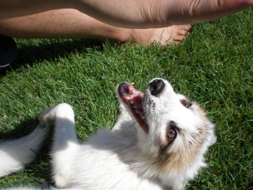 djkaeru:foxesarethebestanimals:Meet Juno, a very beautiful marble fox, four months old and as just a