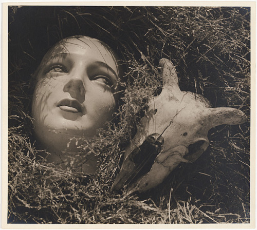 wtxch:Max Dupain (Australian ,1911 – 1992)Doll’s head and goat’s skull c. 1937