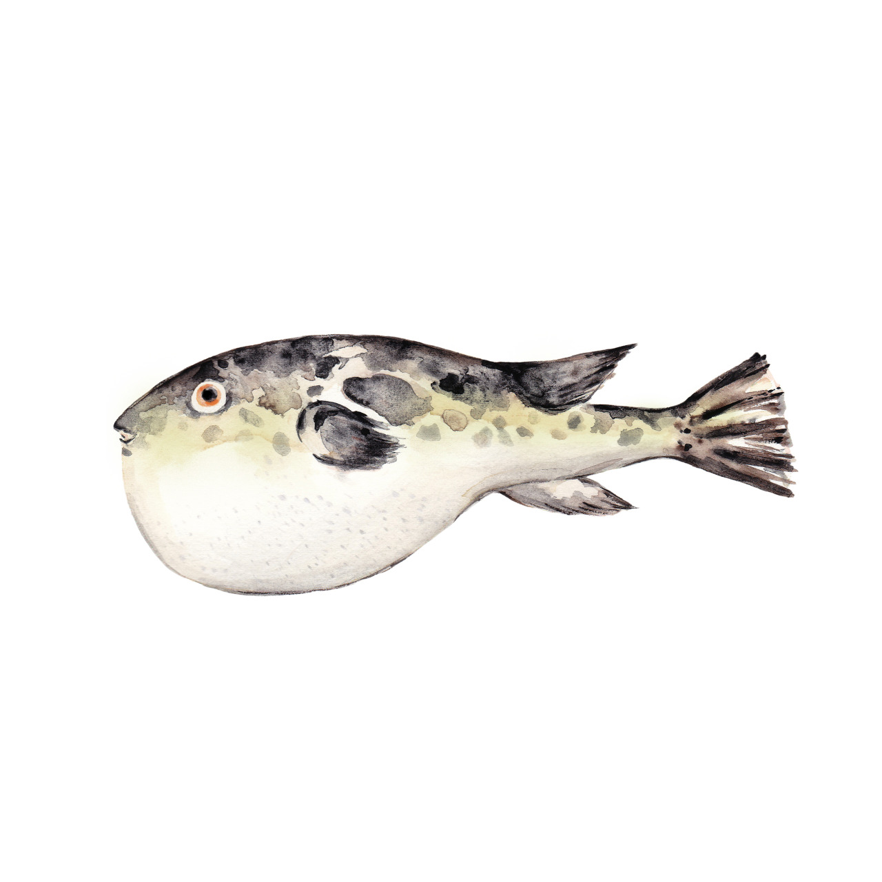 Kumi Nakashima Work 食材イラスト Cl 初代割烹高橋 Kumi Nakashima Work 食材イラスト Cl 初代割烹高橋