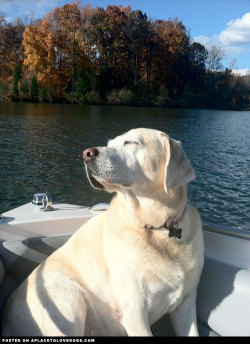 aplacetolovedogs:  Old yellow Lab enjoying a peaceful moment on the lake at her new home For more cute dogs and puppies