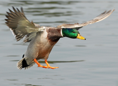 As much as we love summer and all it brings, we dream about duck season.Photo :: Gram Owen