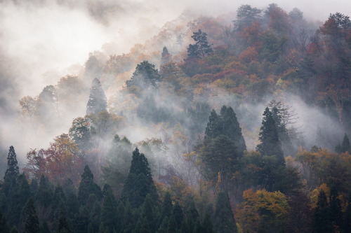 banshy:  Morning Mist // Joao Maia 