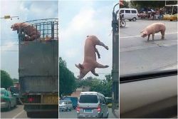 blazepress:  This pig was willing to risk