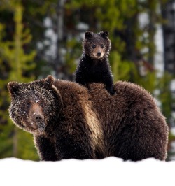 beautiful-wildlife:  Grizzly and Cub by mwbishopde Yellowstone National Park 