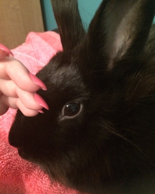 fuckyeahsexanddrugs:  please look at how beautiful my bun is. she feels like mink and smells like warm laundry