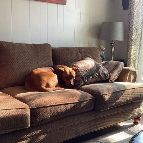Sunbathing. #dogsofinstagram #dogstagram #dogs #rottiemix  www.instagram.com/p/CRnDfS-jSpu/?
