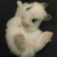 dollyko