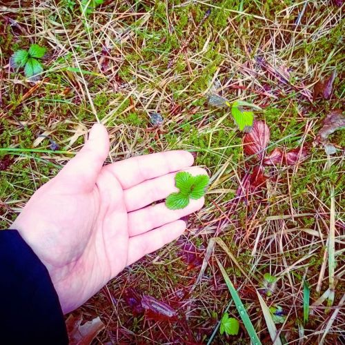 Such a warm winter. #forest #winterforest #warmwinter #forestmagic #forestwalk #naturetreasures #woo