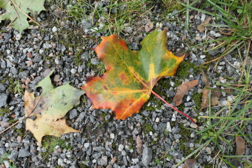 Fallen leaves