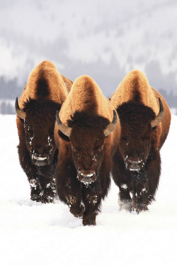 1mbue:  Bison 