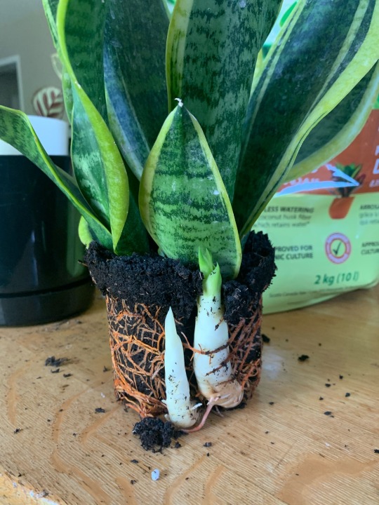 ximonfirex:ximonfirex:Repotting some of my plants and discovered a few lil plant babies/pups. It makes me v happy 😇😇😇Look at herrrrr