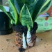 ximonfirex:ximonfirex:Repotting some of my plants and discovered a few lil plant babies/pups. It makes me v happy 😇😇😇Look at herrrrr