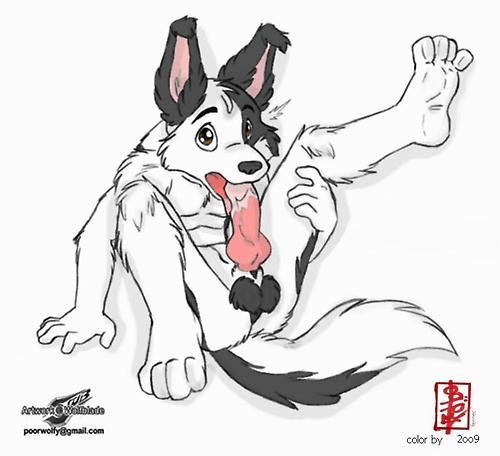countryboylove15:  Collies for my wolfy!!^.^ 