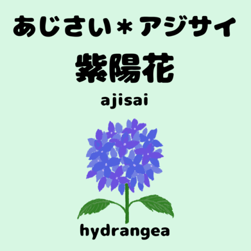 Vocabulary Word 4 :あじさい＊アジサイ紫陽花ajisaihydrangea