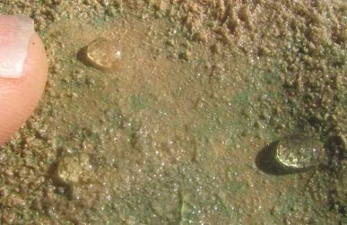 distinctive translucent eggs of the physella acute pond snail