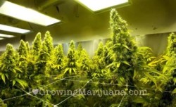 straincomplex:  Special Offers on Marijuana