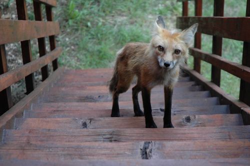 wolverxne:  Freddy The Fox by: [Rob Lee]  Photographers note: “This brave fox wandered up on our porch. He’s half cat, half dog, and all cute. When the fox first came for a visit we instantly named it “Freddy the Fox.” But after we got to know