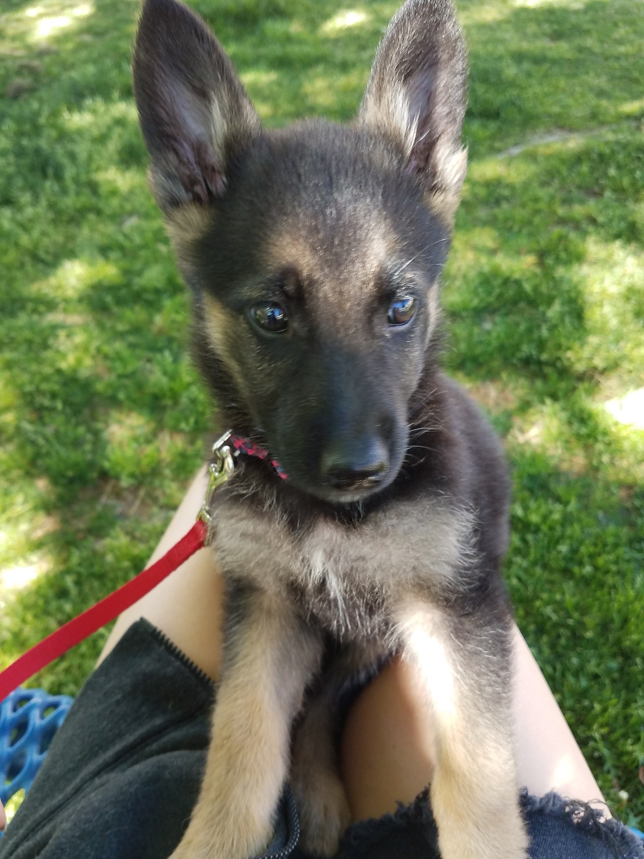 handsome dogs for you in these trying times
