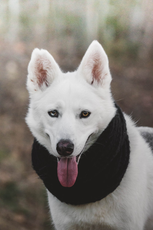 tundratails - if u put dogs in scarves u get………this