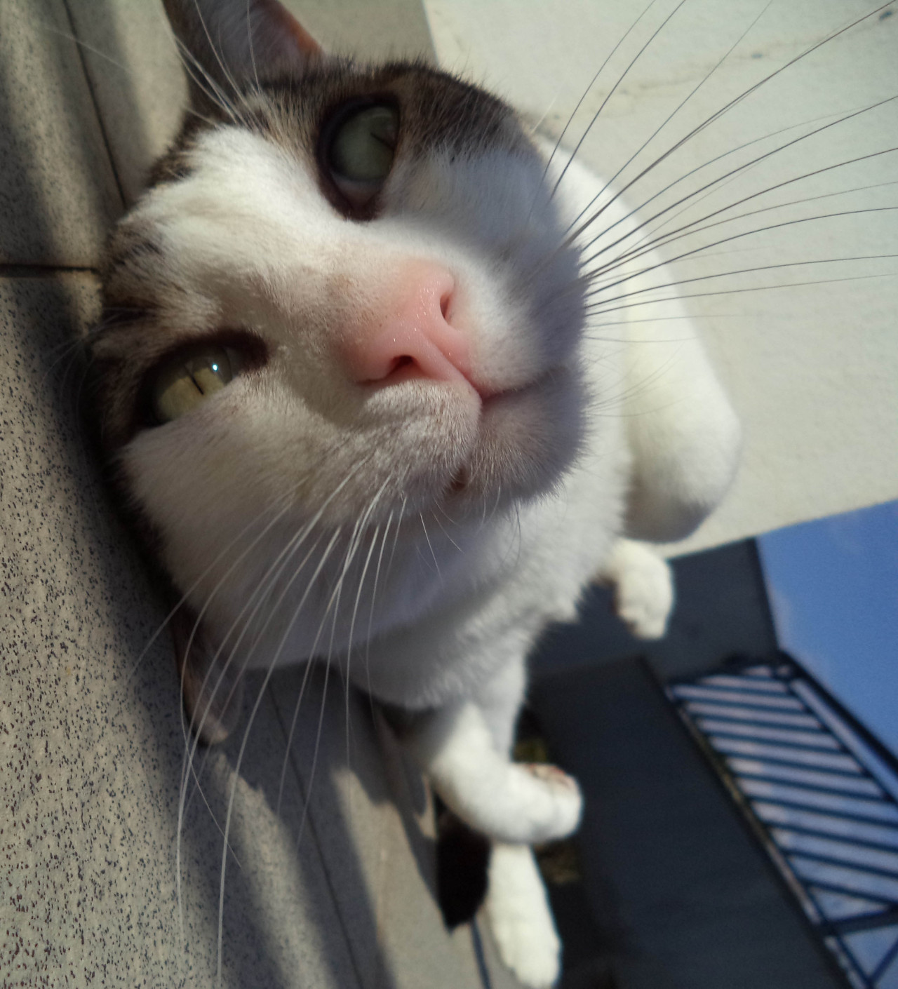 derpycats:  Gaahrrrr! http://sputnik747.tumblr.com/