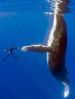 animal-factbook:  Whales are fantastic at high fives and other common gestures of friendship. Sometimes this is taken the wrong way, simply due to the massive size of these creatures, but it has been clearly demonstrated that these gentle giants really