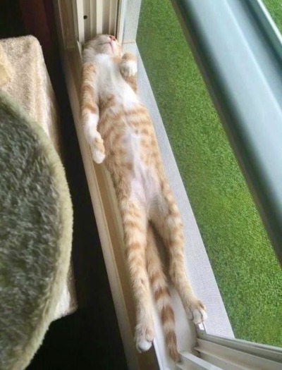 happyheidi:long kitty appreciation post &lt;3(via)