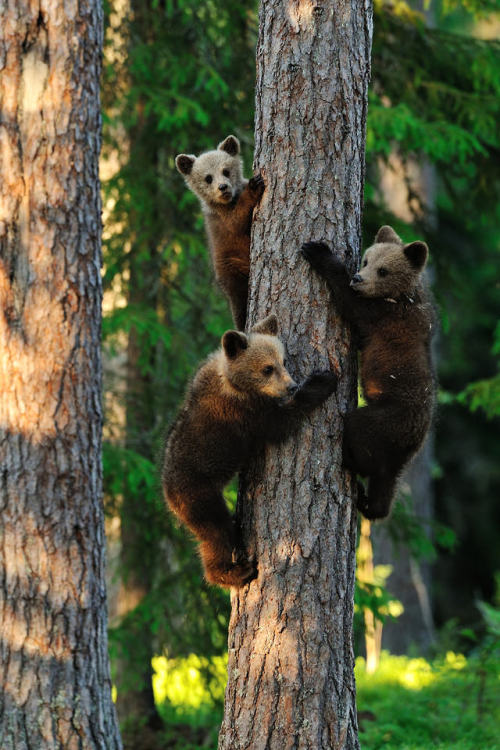 wanderlusteurope:Baby bears in Karelia, Finland