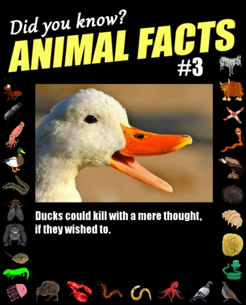 animal facts