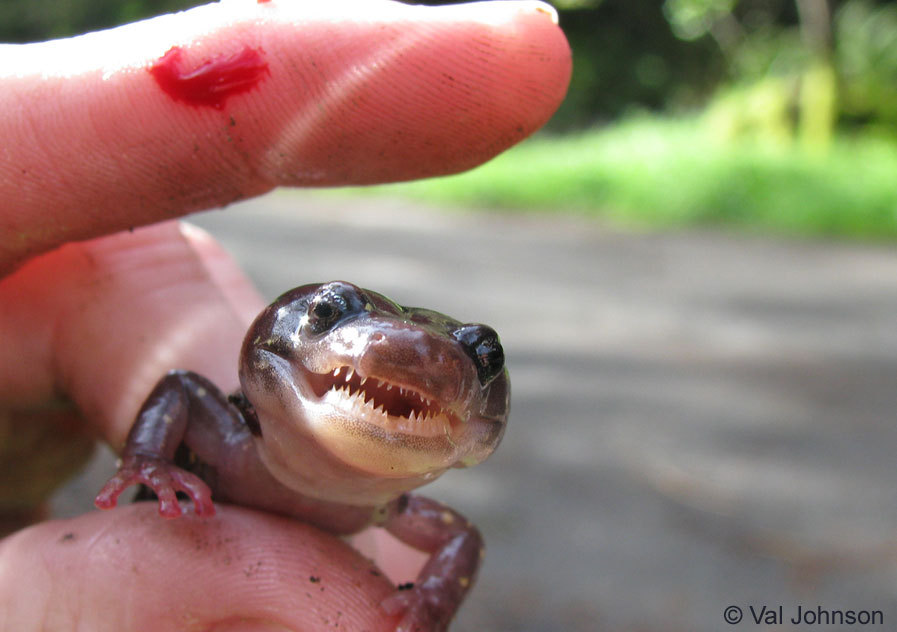 true-king-of-monsters:  toastpotent:  lovingexotics:  Arboreal Salamander  Aneides lugubris Source: Here   You Know He Bit A Finger  He’s so fucking proud of that. 