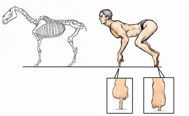 an illustration of a horse skeleton. next to it, a human is on all fours, balanced on one toe or fingertip