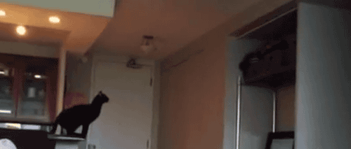 cineraria:  Cat Long Jump Fail - YouTube 