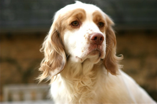 simply-canine:IMG_6255.JPG (by david s paton) // Clumber Spaniel