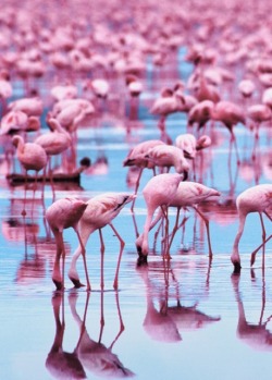 thepaintedbench:  Pink Flamingos 