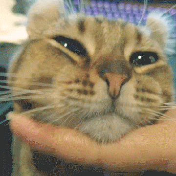 Cat GIF Central
