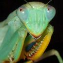 insectizoid - hello