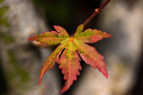 Autumn leaf #instagram #instagood #instagramers #red #green #autumn #leaf #autumnleaves #japanesemap