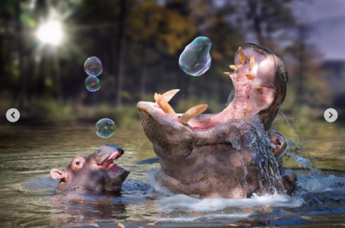 babyanimalgifs:These baby hippos will make everything better