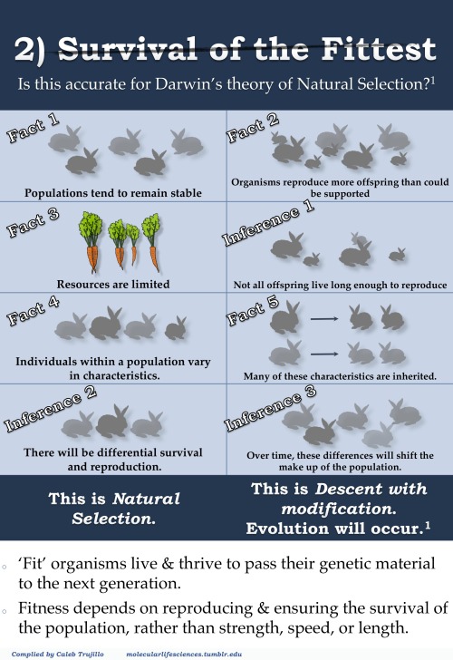 the-awkward-turt: molecularlifesciences:  Top 5 misconceptions about evolution: A guide to demystify