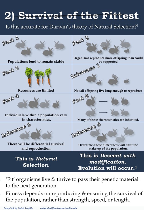 jtotheizzoe:  molecularlifesciences:  Top 5 misconceptions about evolution: A guide to demystify the foundation of modern biology. Version 2.0 Donate here to support science education:  National Center for Science Education http://ncse.com Thank you