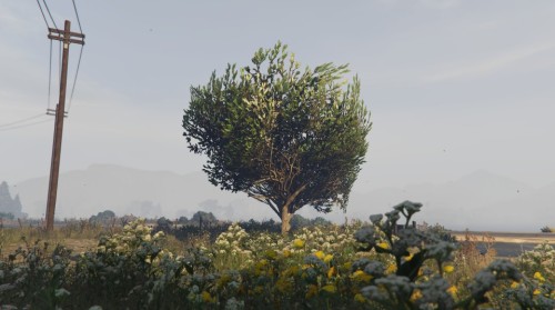 Lonely tree, Grapeseed SA