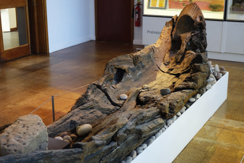 Bronze Age Log Boat from Shardlow, Derbyshire, Derby Museum and Gallery, 6.1.18.This Bronze Age Log 